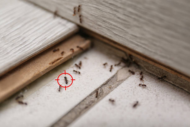 Best Pest Prevention Services  in Ann Arbor, MI