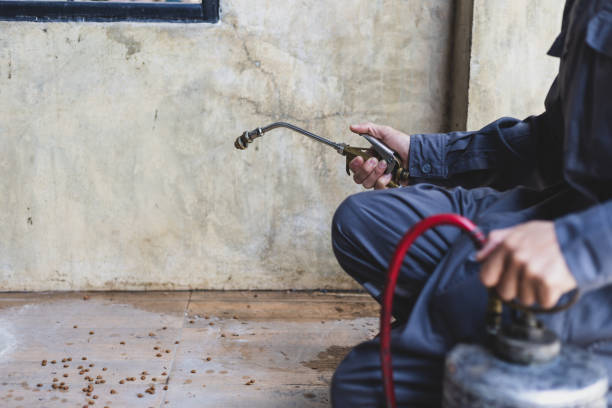 Best Rat Extermination Near Me  in Ann Arbor, MI